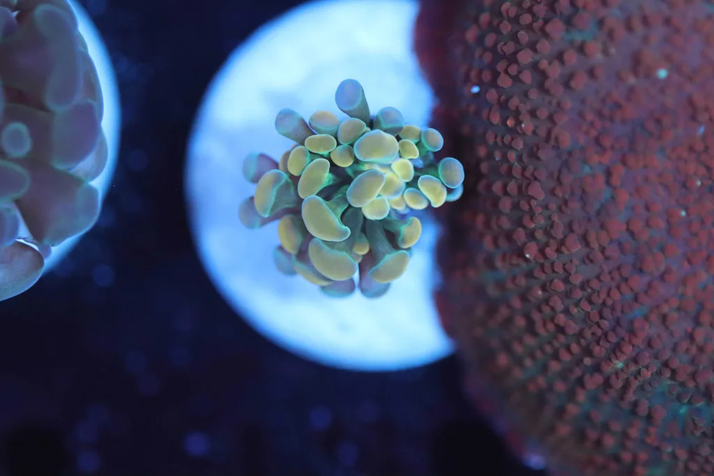 Frag Box Corals