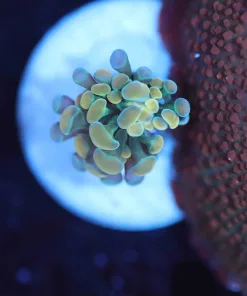 Wysiwyg Micro Hammer Coral Frag [F129]