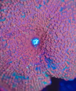 Wysiwyg XL MUshroom Coral Frag [F130]