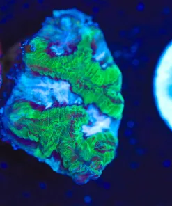 Wysiwyg Favia Frag [F131]