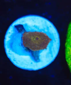 Wysiwyg Small Golden Mushroom Frag [F132]