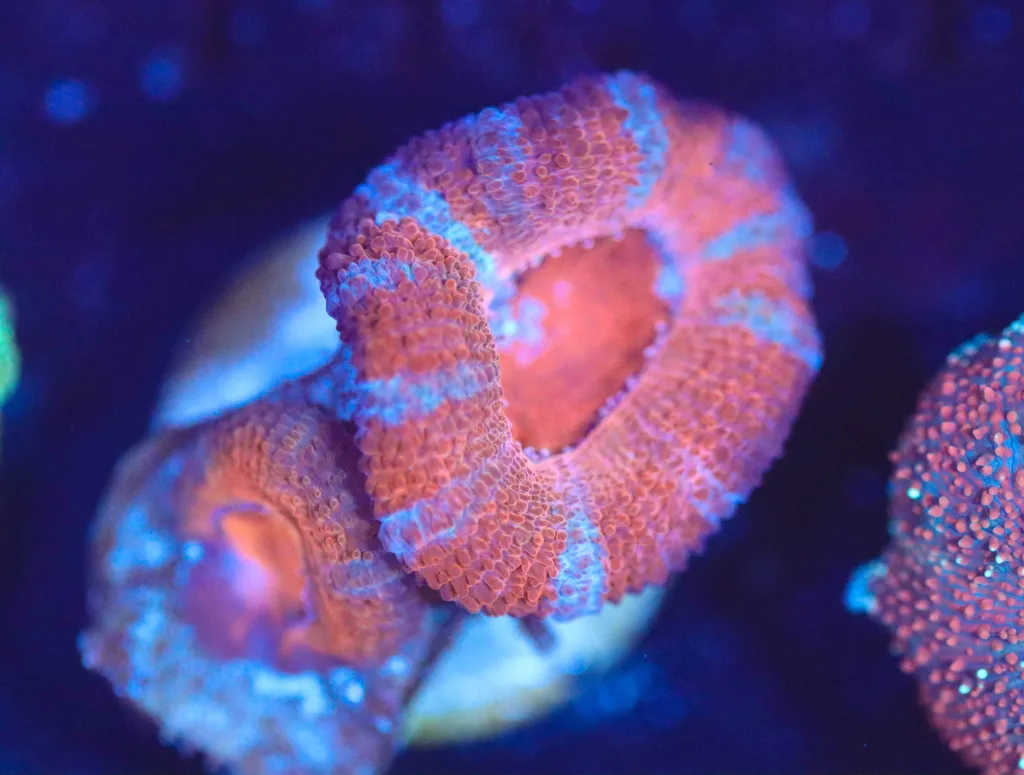 Frag Box Corals