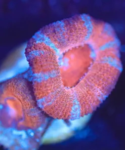 Wysiwyg Acan Frag [F135]