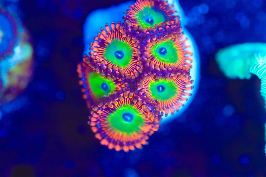 Frag Box Corals