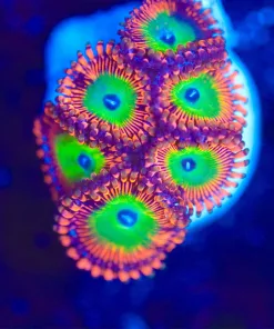 Wysiwyg Candy Apple Red Zoa Frag x6 [F139]