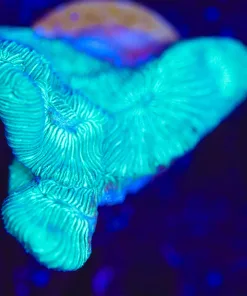 Wysiwyg Potato Chip Coral Frag [F140]