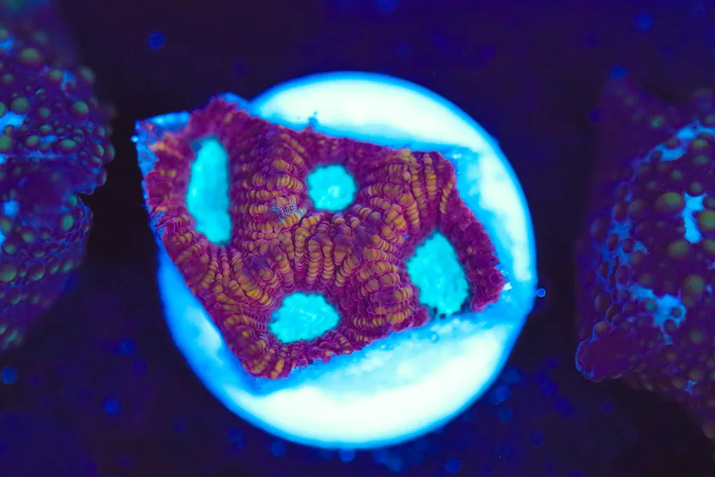 Frag Box Corals