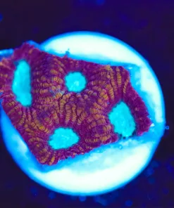 Wysiwyg Small Favia Frag [F142]