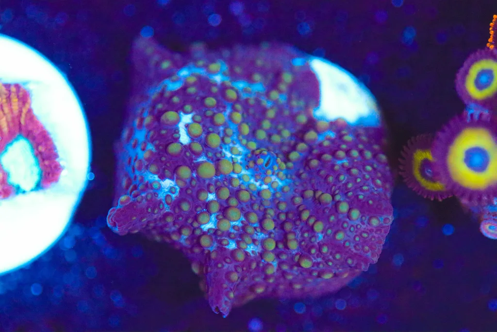 Frag Box Corals