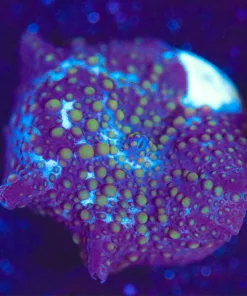 Wysiwyg Mushroom Frag [F143]