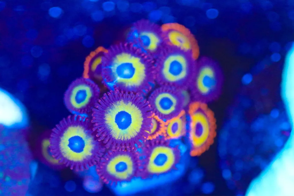 Frag Box Corals