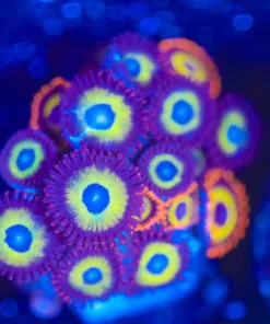 Wysiwyg Zoanthid Combo Frag [F144]