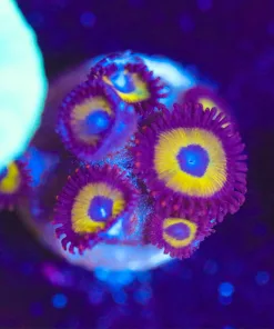 Wysiwyg Small Zoanthid Frag [F146]