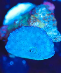 Wysiwyg Blue Mushroom Coral Frag [F147]