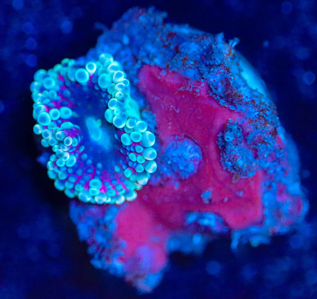 Frag Box Corals