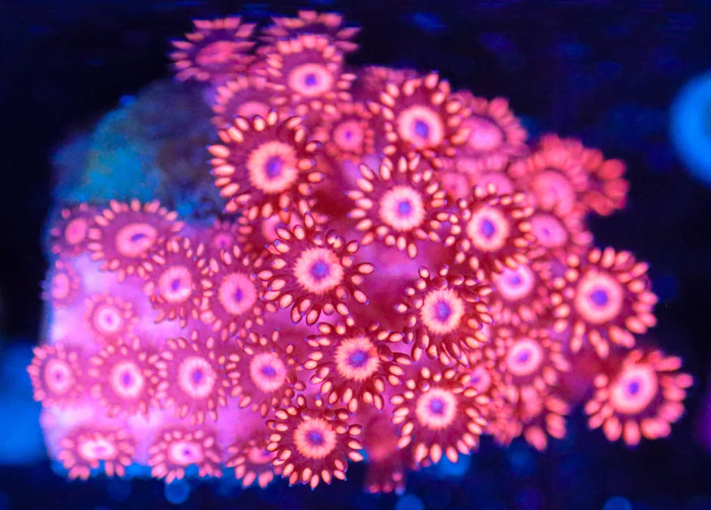 Frag Box Corals