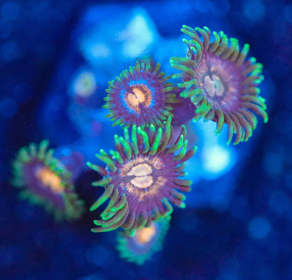 Frag Box Corals