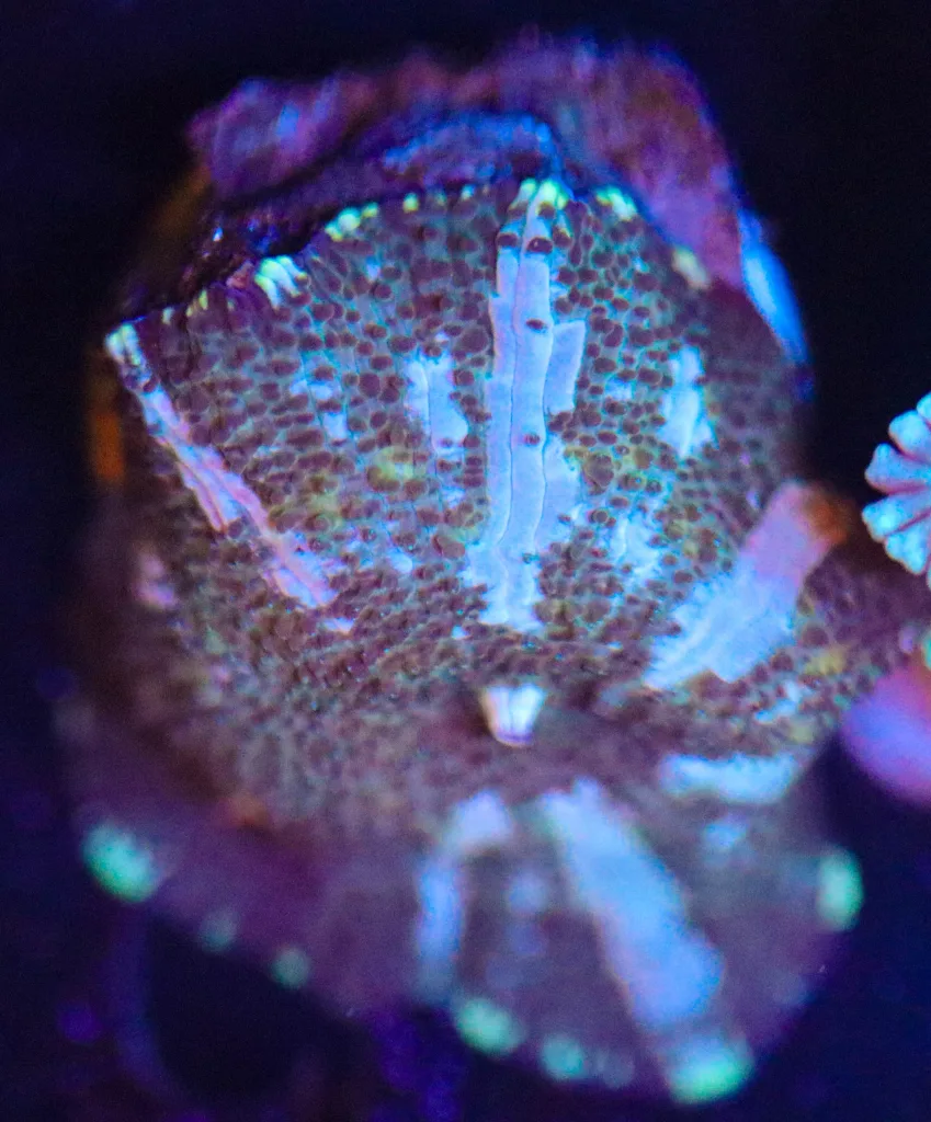 Frag Box Corals