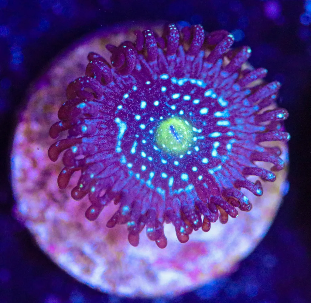 Frag Box Corals