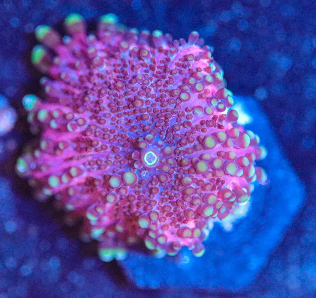 Frag Box Corals