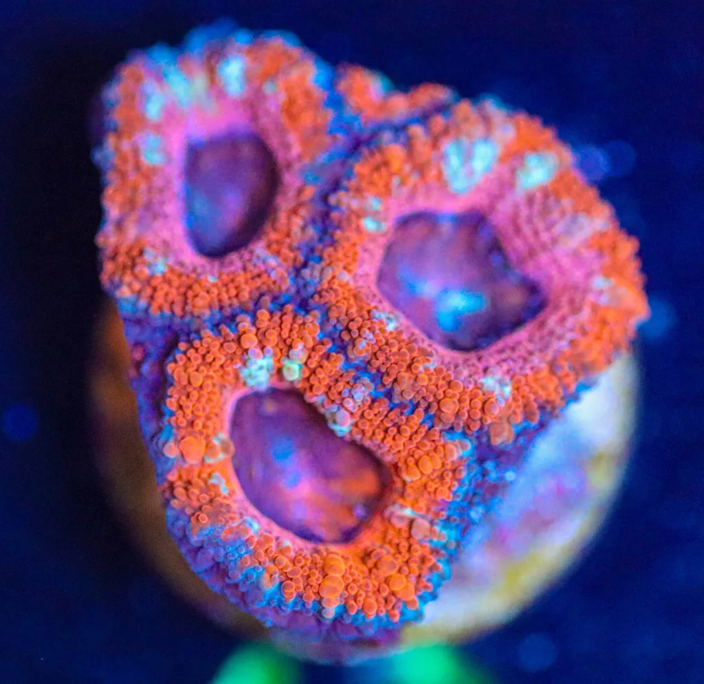 Frag Box Corals