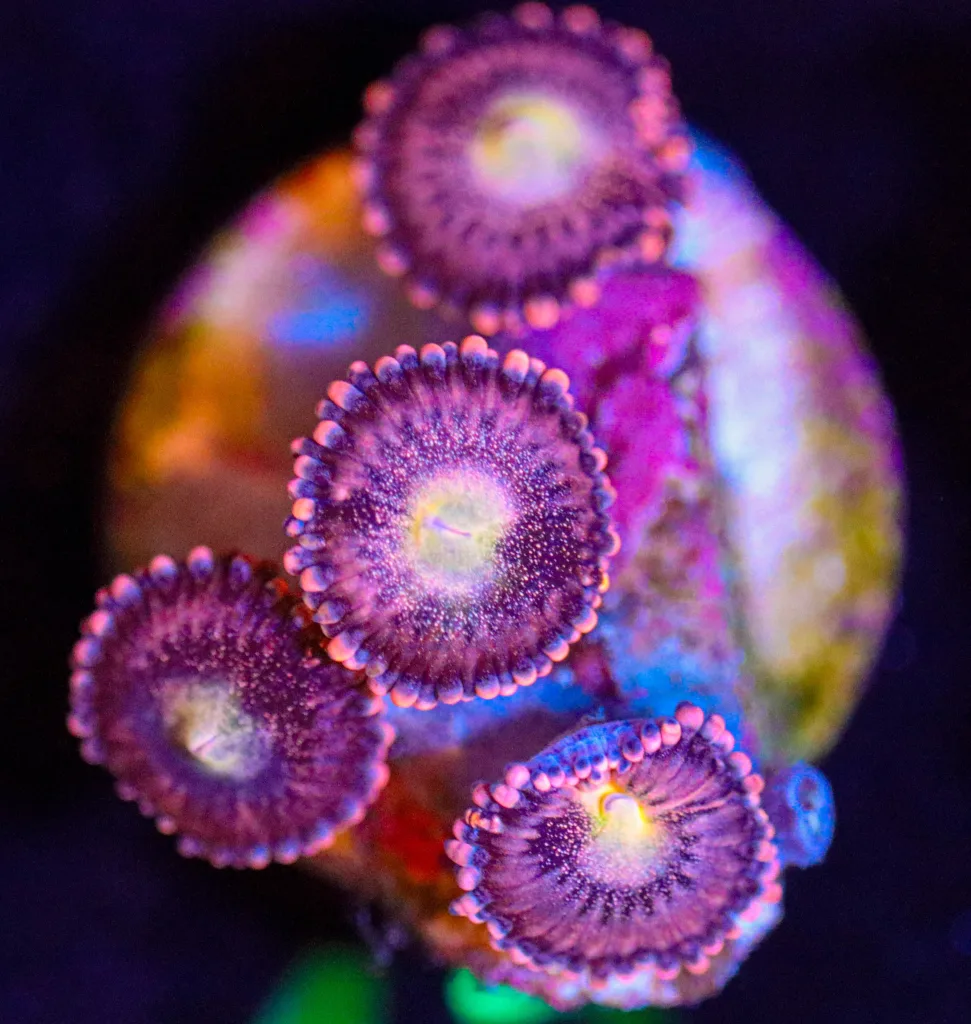 Frag Box Corals
