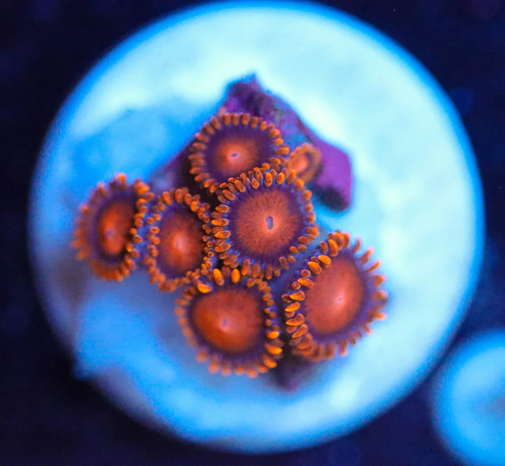 Frag Box Corals