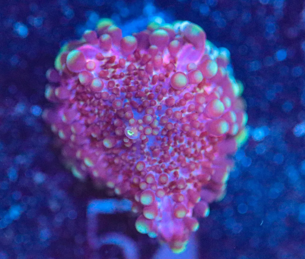 Frag Box Corals