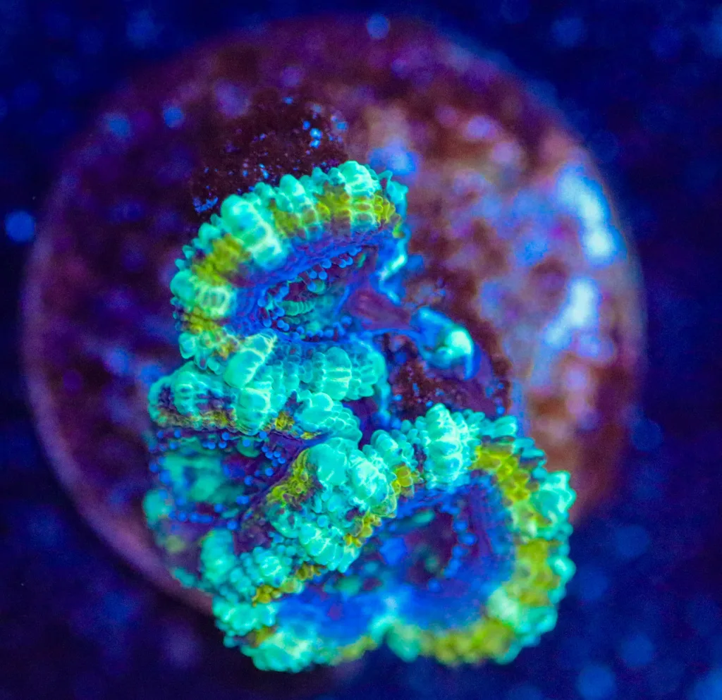 Frag Box Corals