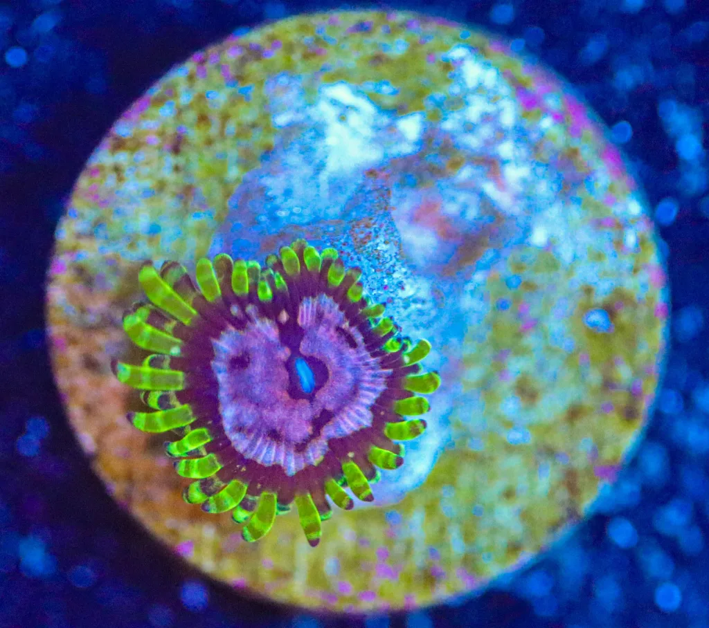Frag Box Corals