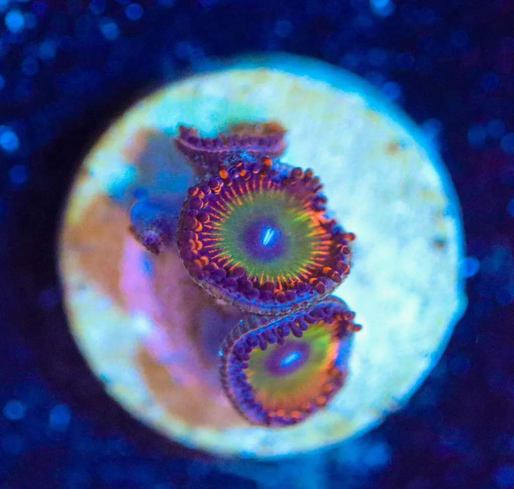 Frag Box Corals