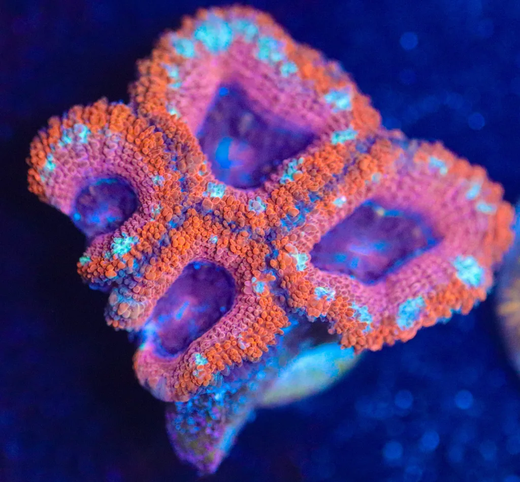 Frag Box Corals