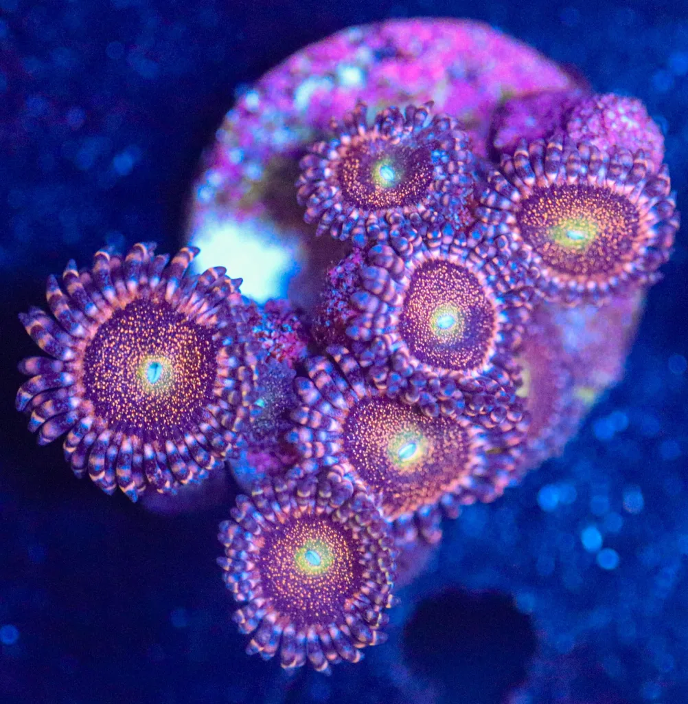 Frag Box Corals