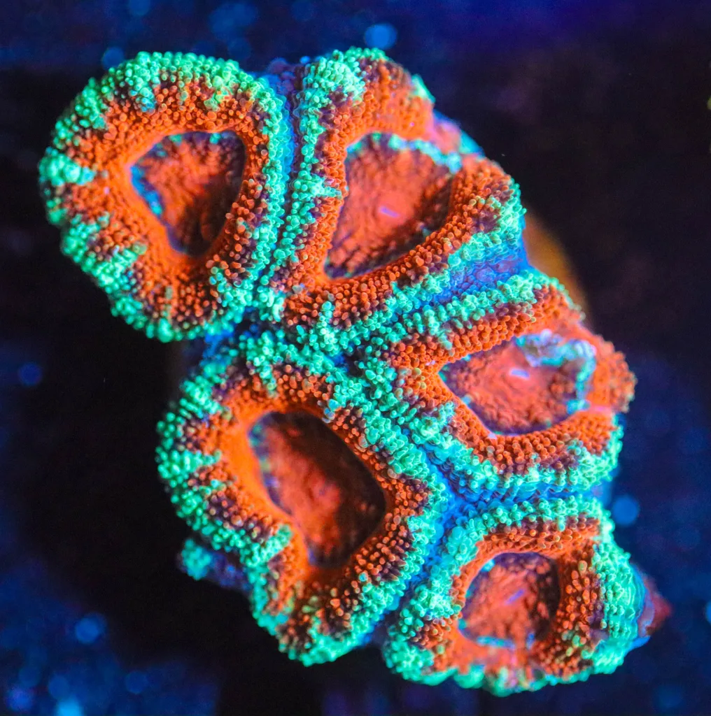 Frag Box Corals