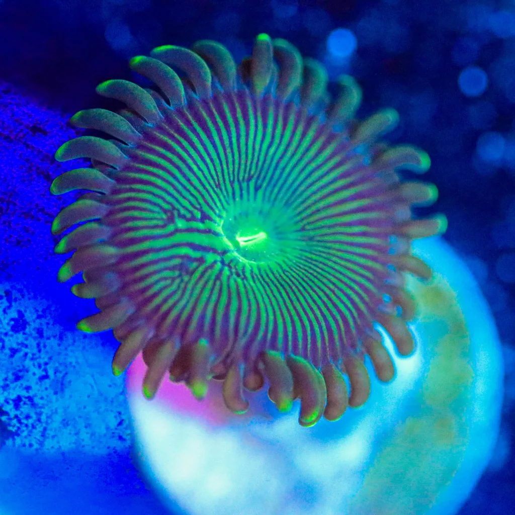 Frag Box Corals