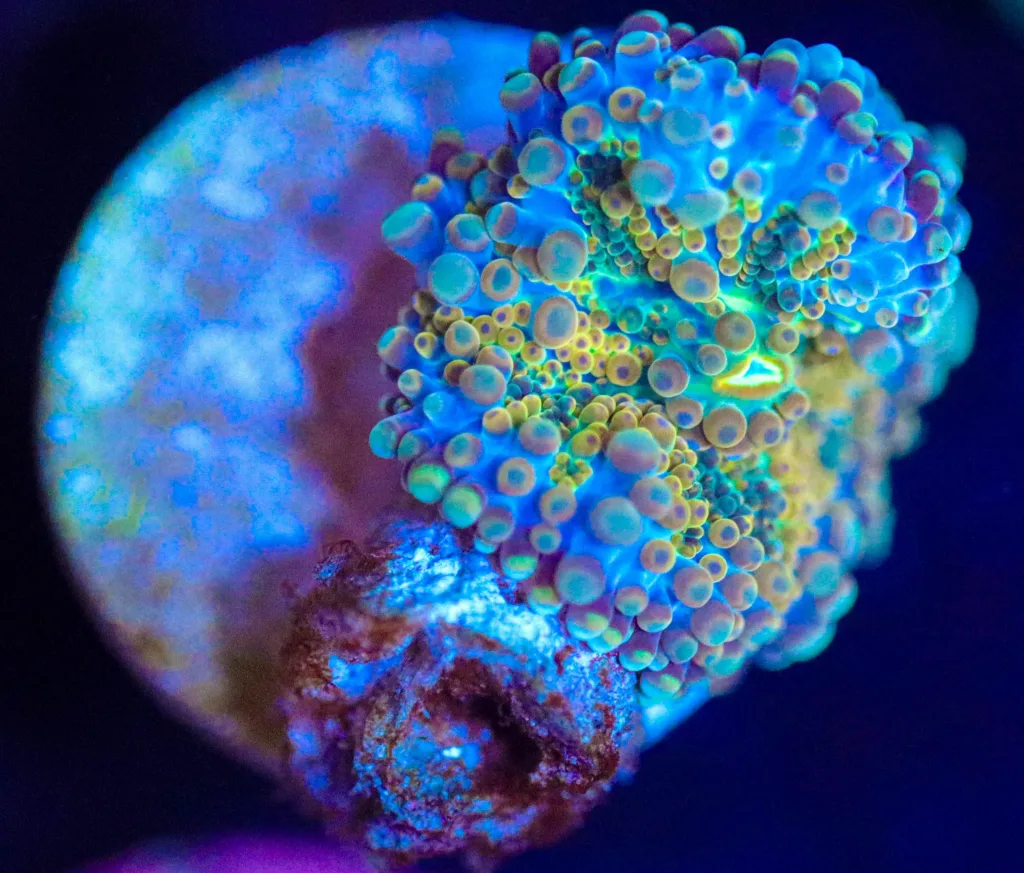 Frag Box Corals
