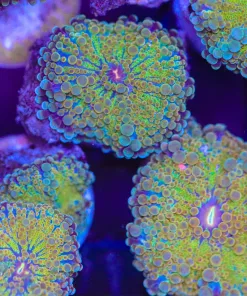 Wysiwyg Ricordea Yuma Frag (C41)