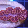 Wysiwyg Small Squamosa Clam (C47)