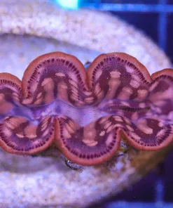 Wysiwyg SM Clam (C47)