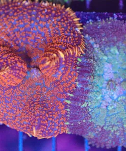 Wysiwyg Rhodactis Mushroom (C58) **2-for-1 Combo**