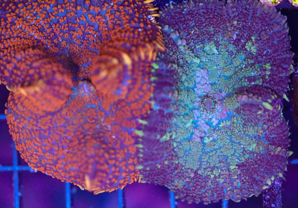 Frag Box Corals
