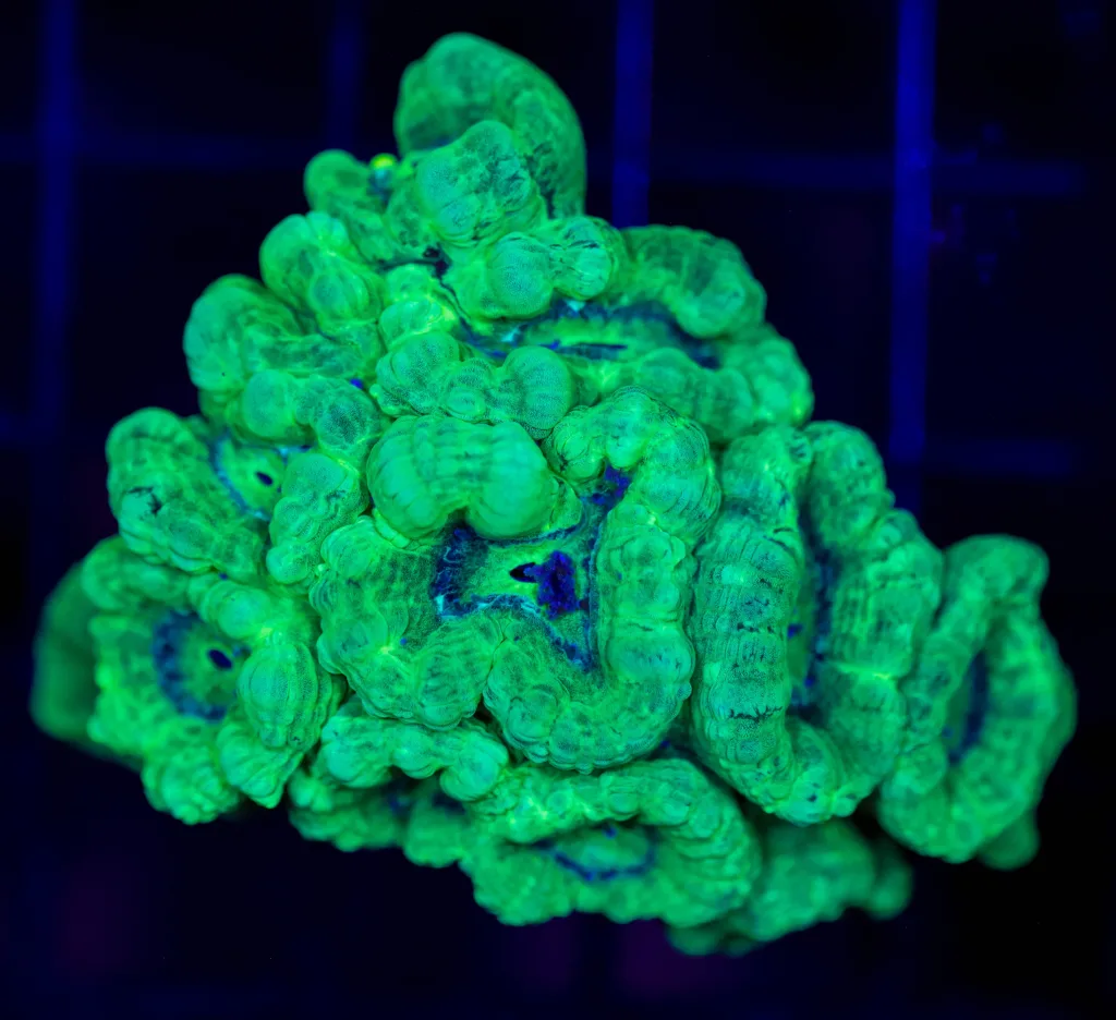 Frag Box Corals