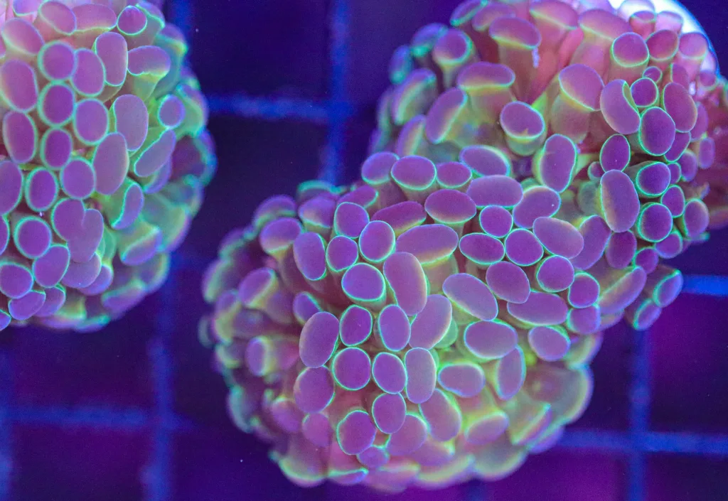 Frag Box Corals