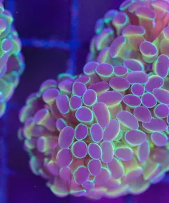 Wysiwyg Hammer Coral Frag (C22)