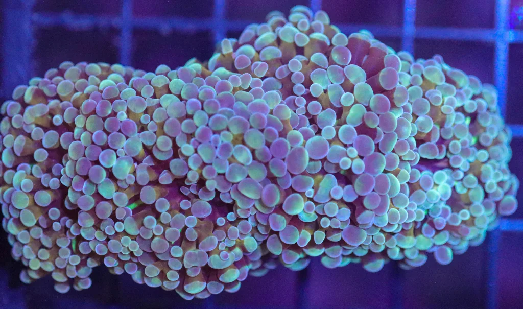 Frag Box Corals