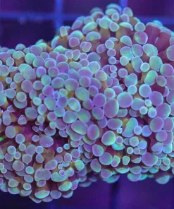 Branching Gold Stem Hammer Coral Frag (C23)
