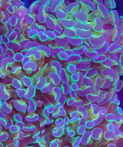 WYSIWYG Hammer Frag (C32)