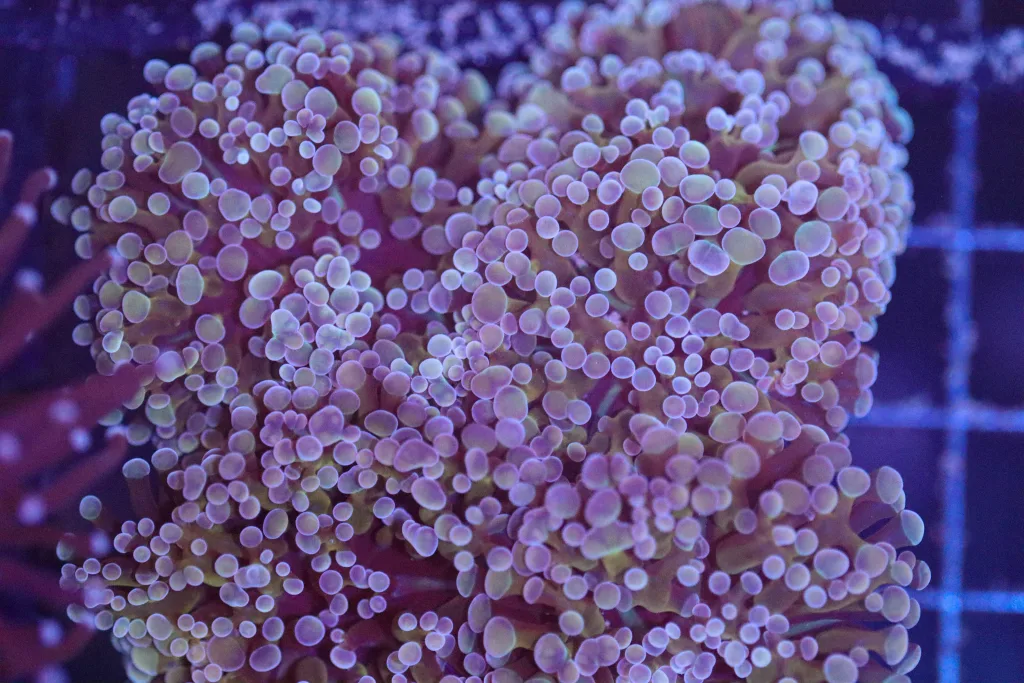 Frag Box Corals