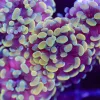 WYSIWYG Hammer Coral Frag (C99) *** max 1 per order*