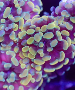WYSIWYG Hammer Coral  Frag  (C99)
